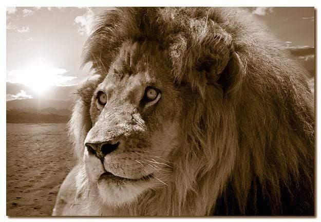 Lion King, Sepia - Wall Art Designs - 928_CR_H WAD_CP - MPY - 260 - M - S - S_45x30_NONE