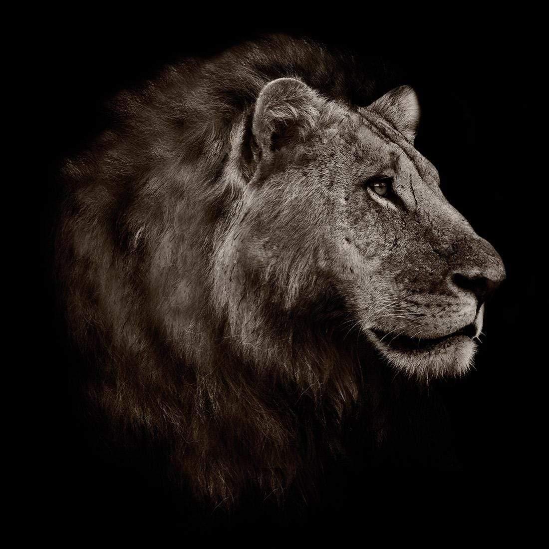 Lion Portrait - Wall Art Designs - 3111_AS_Q WAD_CP - MPY - 260 - M - S - S_37x37_NONE