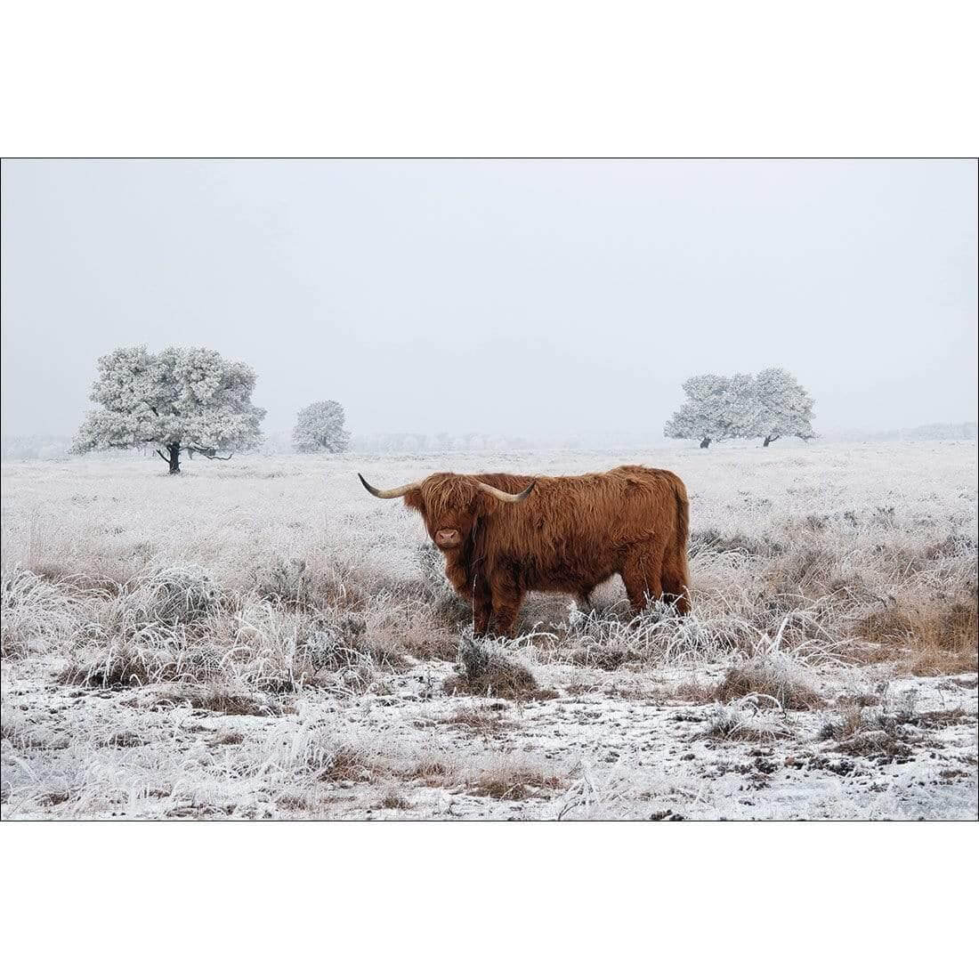 Lonely Highlander - Wall Art Designs - 4086_AR_H WAD_CP - MPY - 260 - M - S - S_45x30_NONE