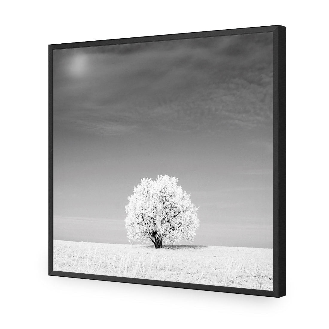 Lonely Snow Tree, Black and White (Square) - Wall Art Designs - 1228_BS_Q WAD_AP - 030 - EDG_37x37_S - 2538 - BLK