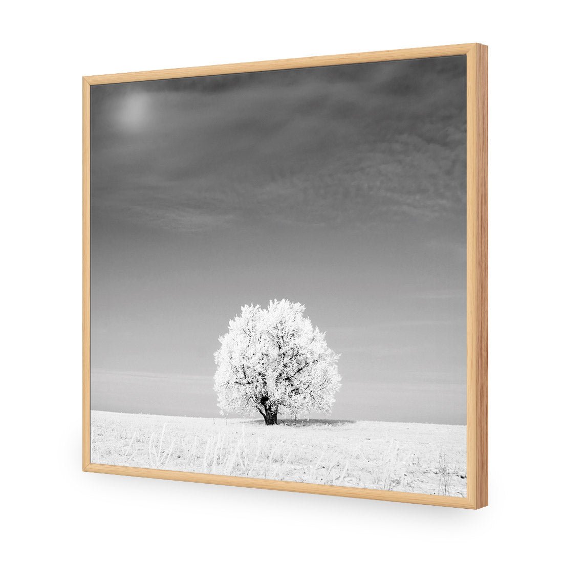 Lonely Snow Tree, Black and White (Square) - Wall Art Designs - 1228_BS_Q WAD_AP - 030 - EDG_37x37_S - 2538 - OAK