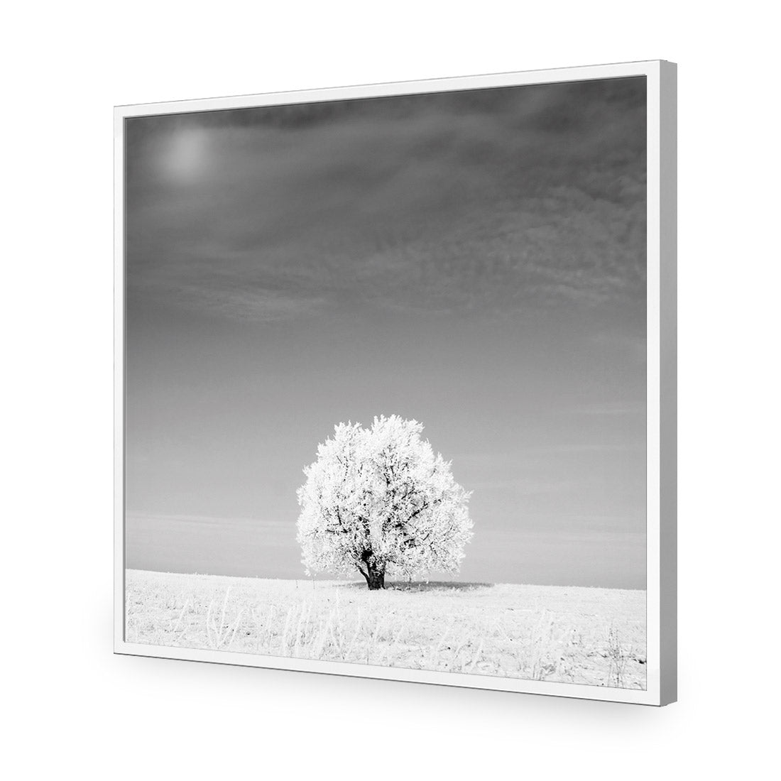 Lonely Snow Tree, Black and White (Square) - Wall Art Designs - 1228_BS_Q WAD_AP - 030 - EDG_37x37_S - 2538 - WHT