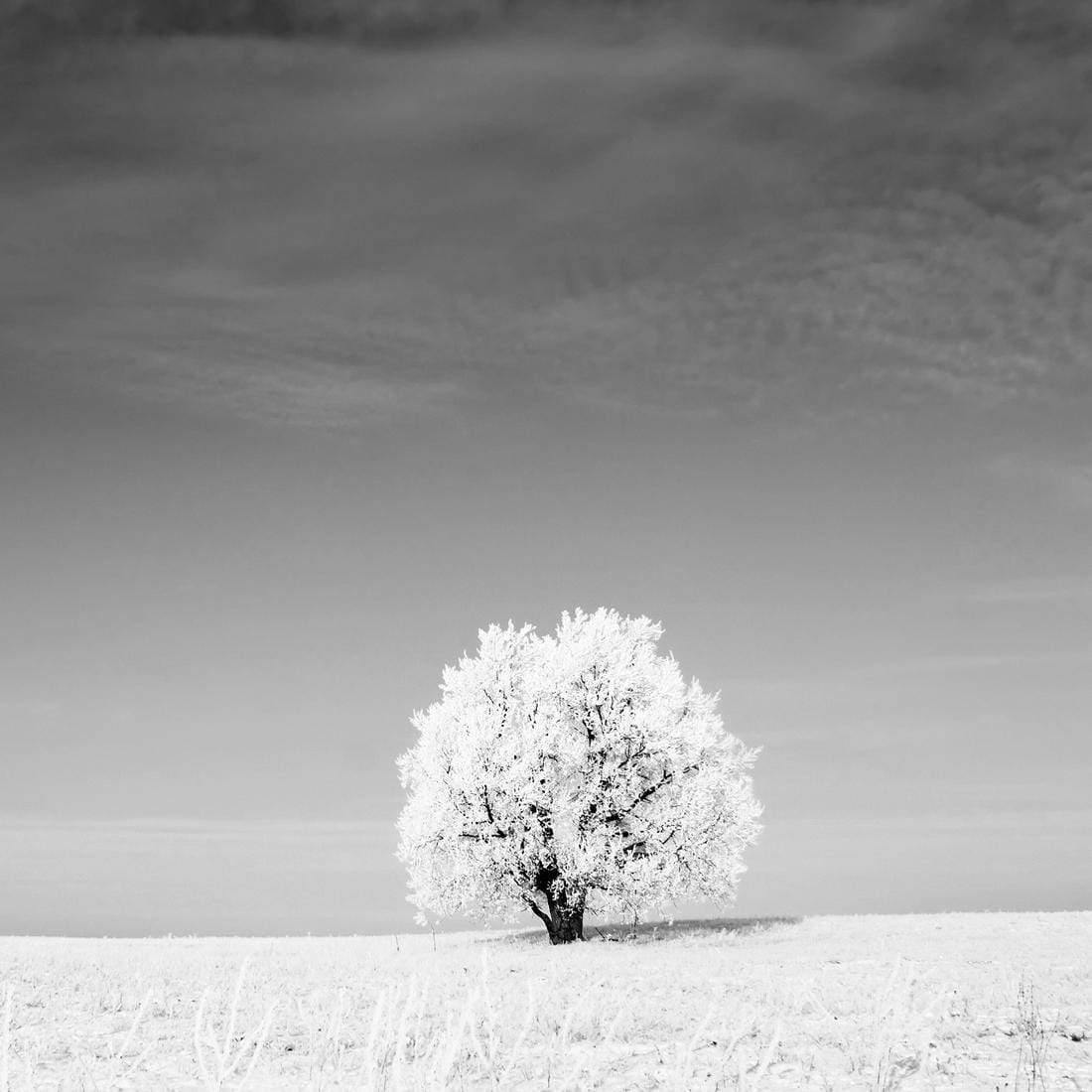 Lonely Snow Tree, Black and White (Square) - Wall Art Designs - 1228_BS_Q WAD_CP - MPY - 260 - M - S - S_37x37_NONE