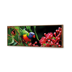 Lorikeet On Red Gum, Long | Standard Canvas | Floating Frame | Natural