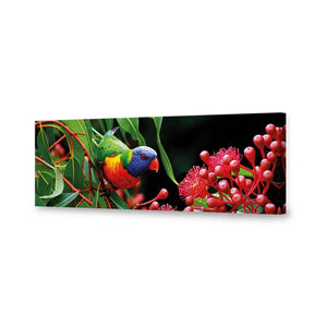 Lorikeet On Red Gum, Long | Standard Canvas | No Frame | Stretched Canvas