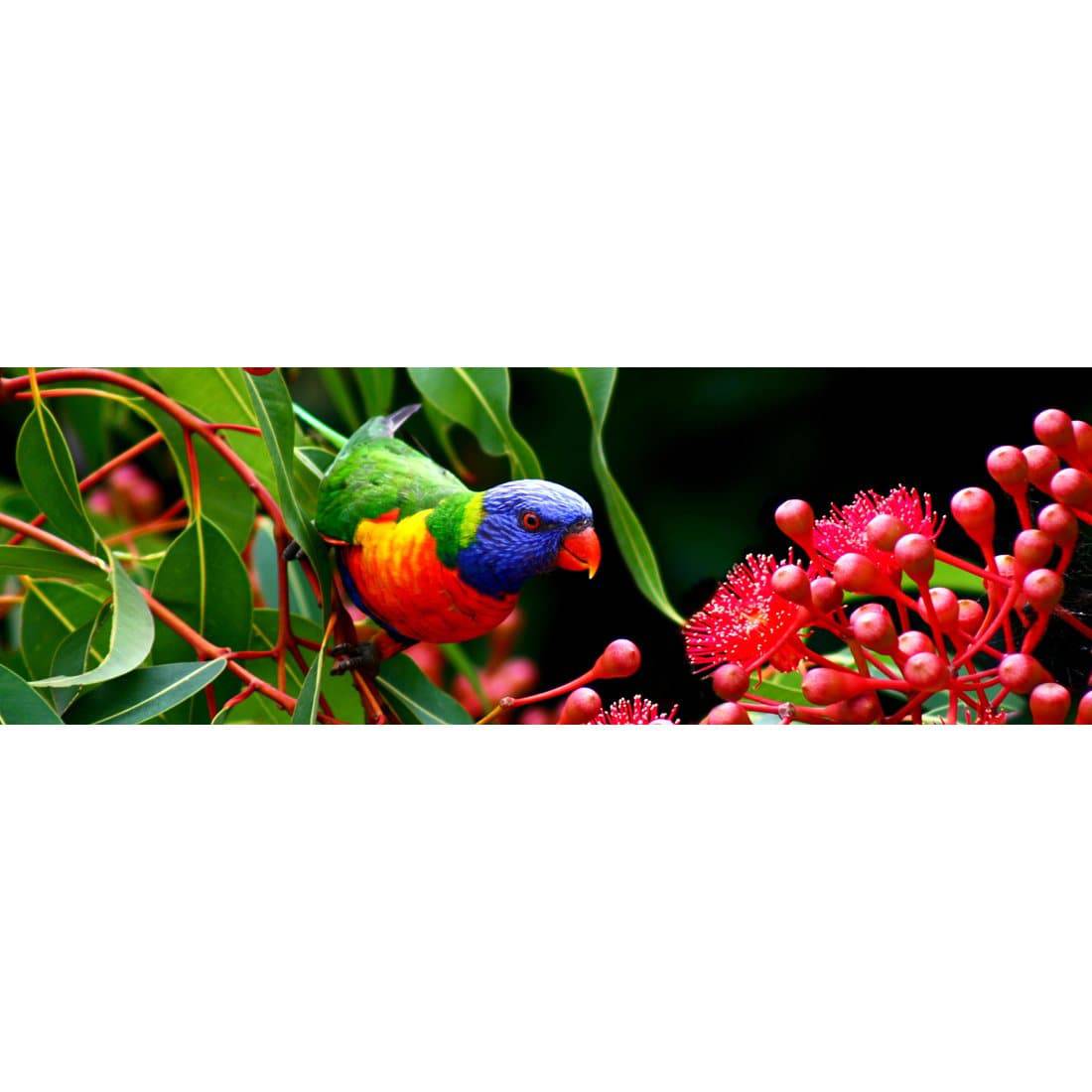 Lorikeet On Red Gum, Long Canvas Art - Wall Art Designs - 921_AL_V WAD_CP - MPY - 260 - M - S - S_60x20_NONE