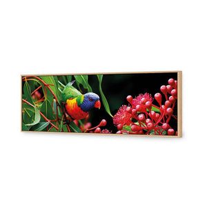 Lorikeet On Red Gum, Long | Standard Canvas | Floating Frame | Oak