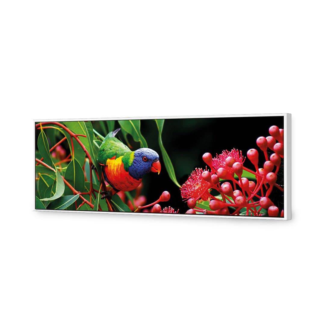 Lorikeet On Red Gum, Long | Standard Canvas | Floating Frame | White