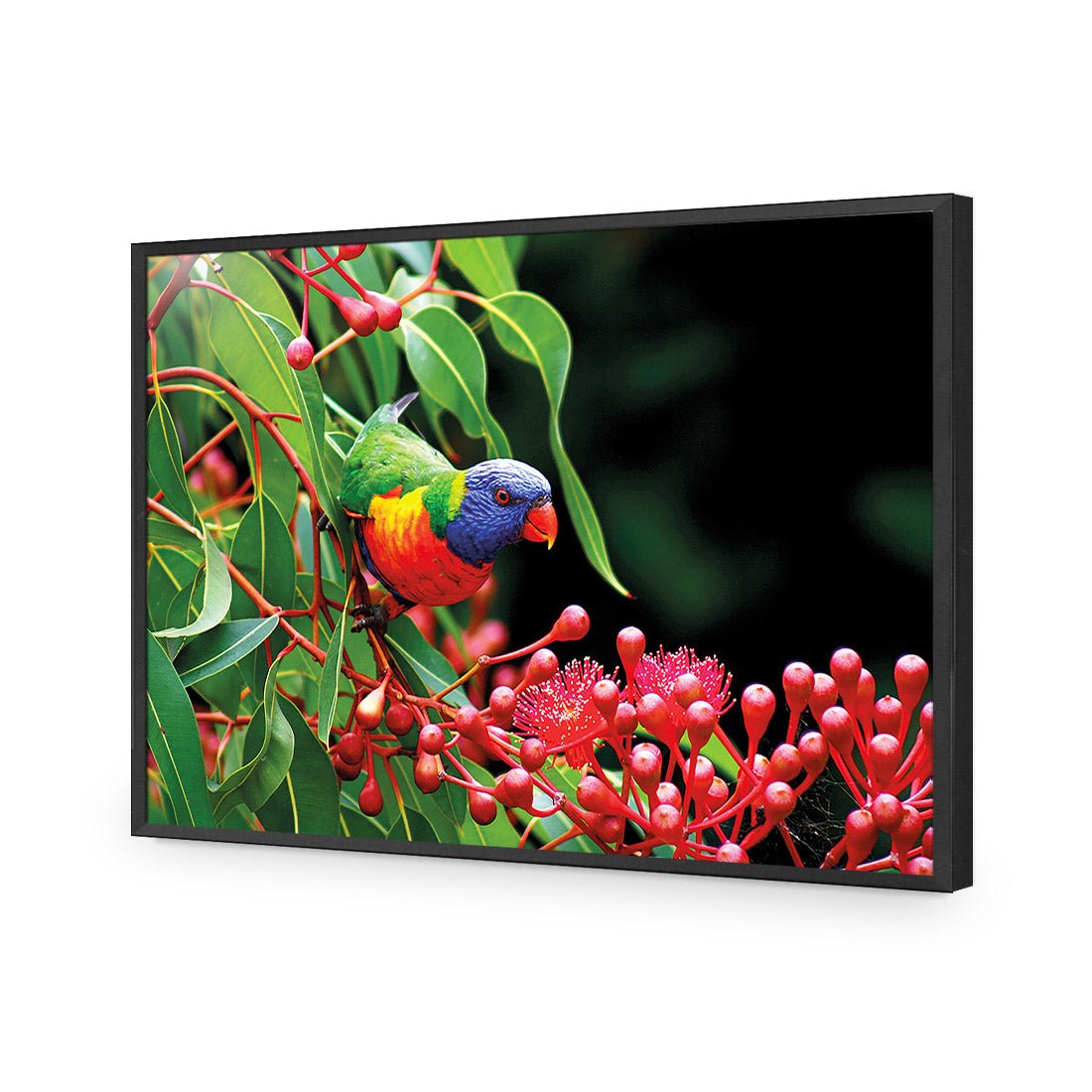 Lorikeet on Red Gum, Rectangle - Wall Art Designs - 921_AR_H WAD_AP - 030 - EDG_45x30_S - 2538 - BLK