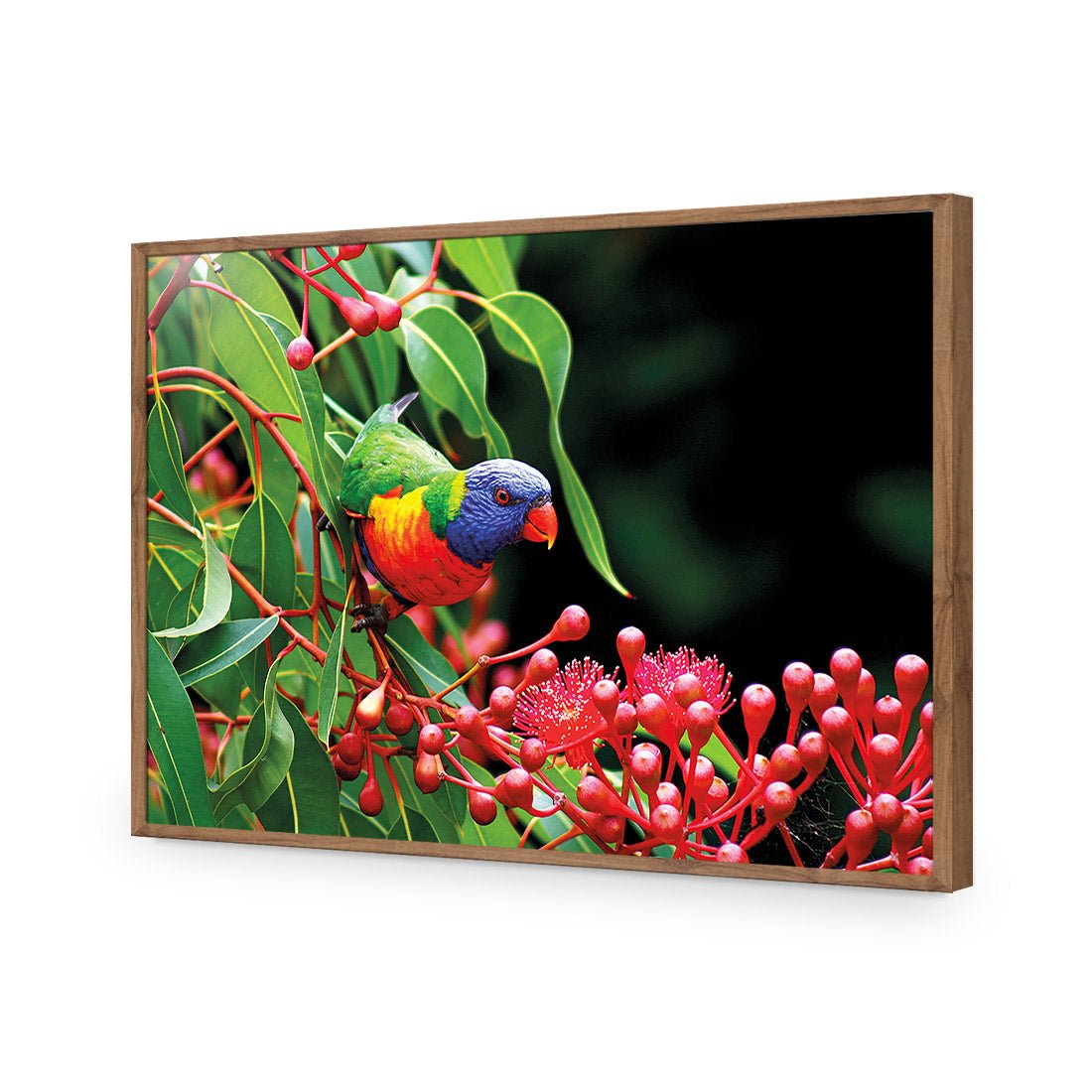 Lorikeet on Red Gum, Rectangle - Wall Art Designs - 921_AR_H WAD_AP - 030 - EDG_45x30_S - 2538 - NAT