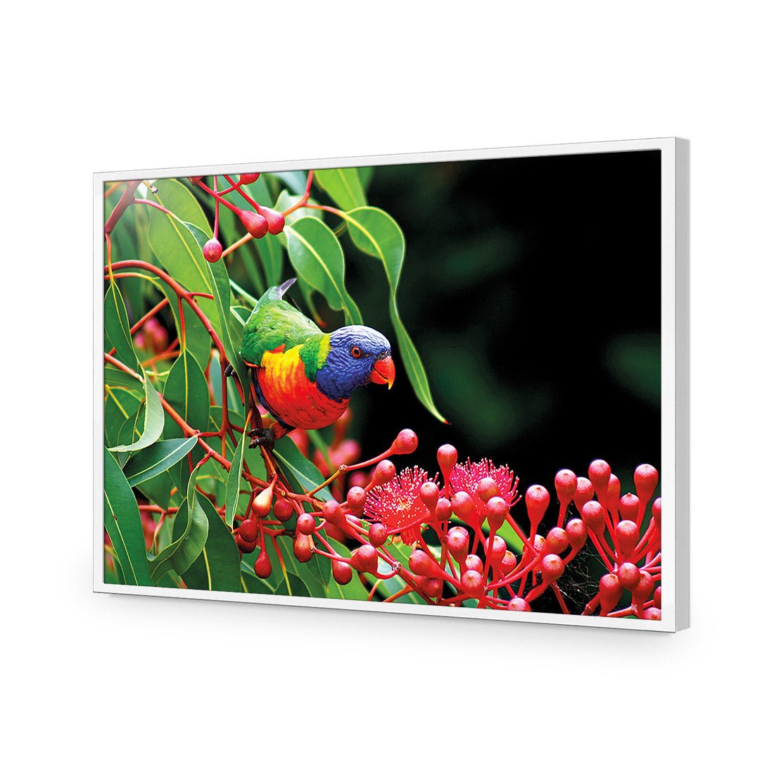 Lorikeet on Red Gum, Rectangle - Wall Art Designs - 921_AR_H WAD_AP - 030 - EDG_45x30_S - 2538 - WHT