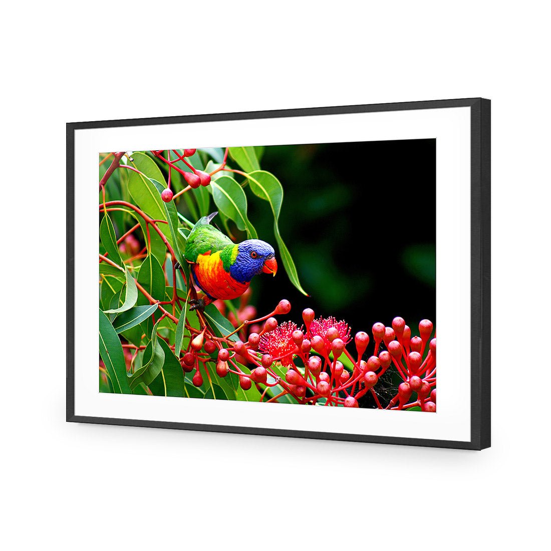 Lorikeet on Red Gum, Rectangle - Wall Art Designs - 921_AR_H WAD_AP - 030 - MAT_45x30_S - 2538 - BLK