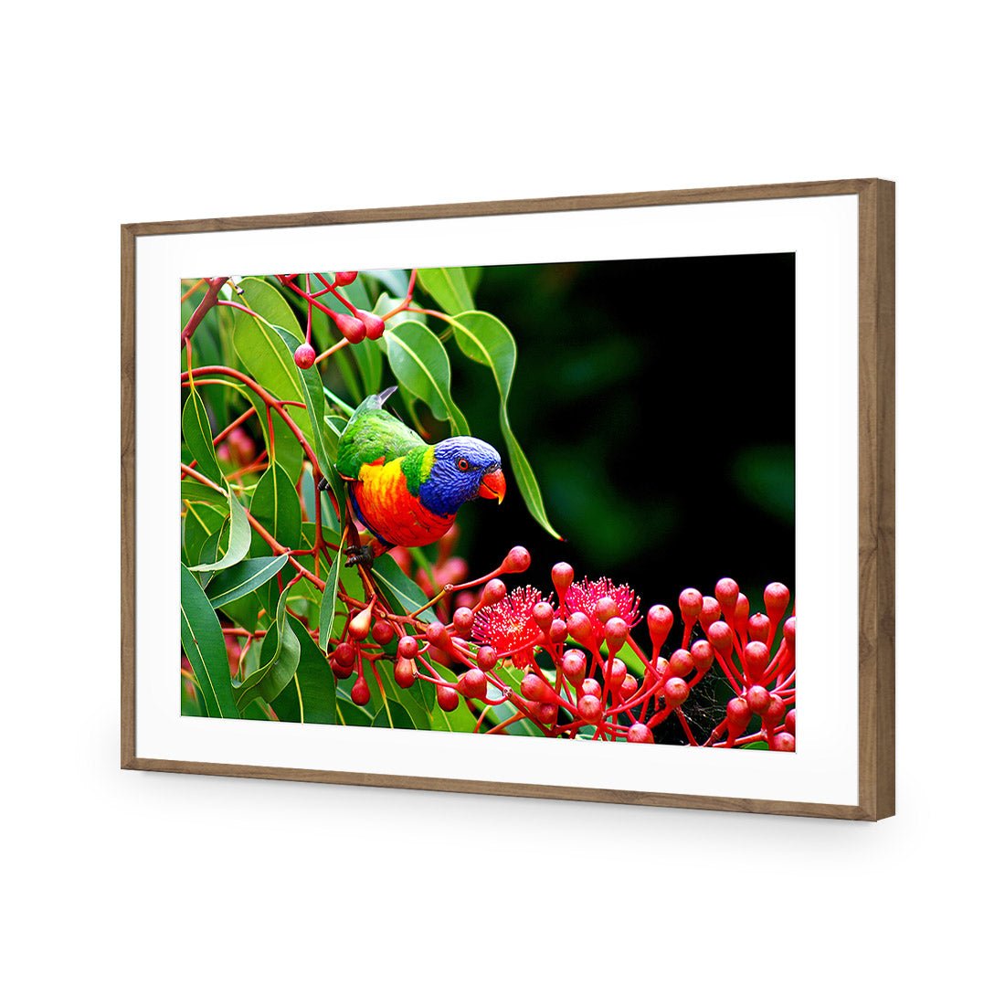 Lorikeet on Red Gum, Rectangle - Wall Art Designs - 921_AR_H WAD_AP - 030 - MAT_45x30_S - 2538 - NAT