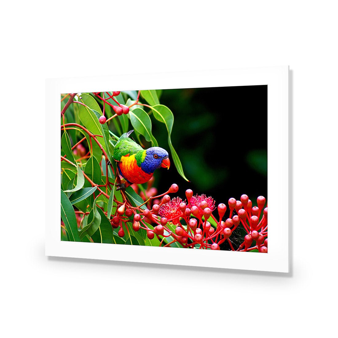 Lorikeet on Red Gum, Rectangle - Wall Art Designs - 921_AR_H WAD_AP - 030 - MAT_45x30_NONE