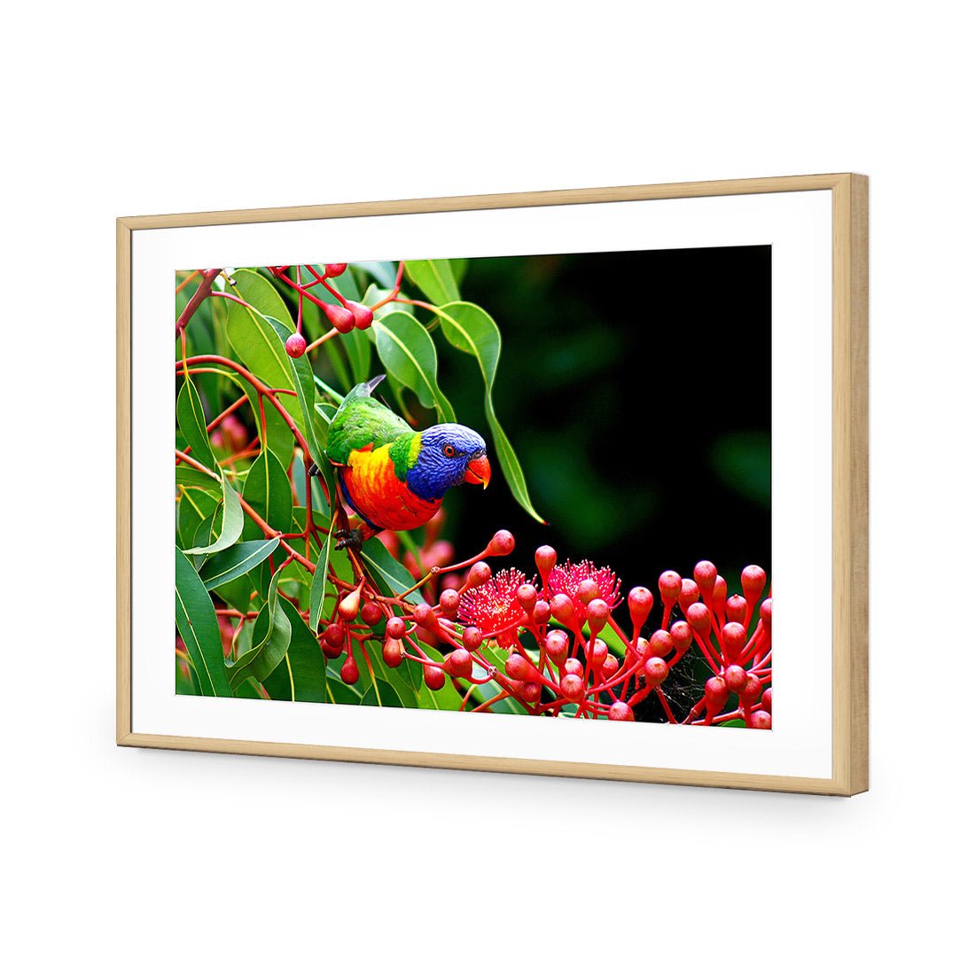 Lorikeet on Red Gum, Rectangle - Wall Art Designs - 921_AR_H WAD_AP - 030 - MAT_45x30_S - 2538 - OAK