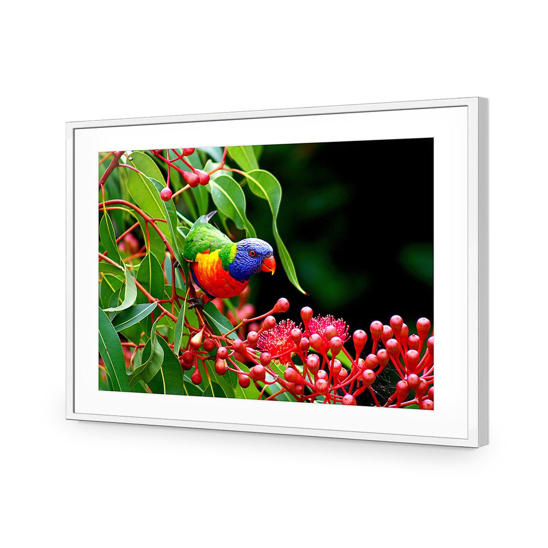 Lorikeet on Red Gum, Rectangle - Wall Art Designs - 921_AR_H WAD_AP - 030 - MAT_45x30_S - 2538 - WHT