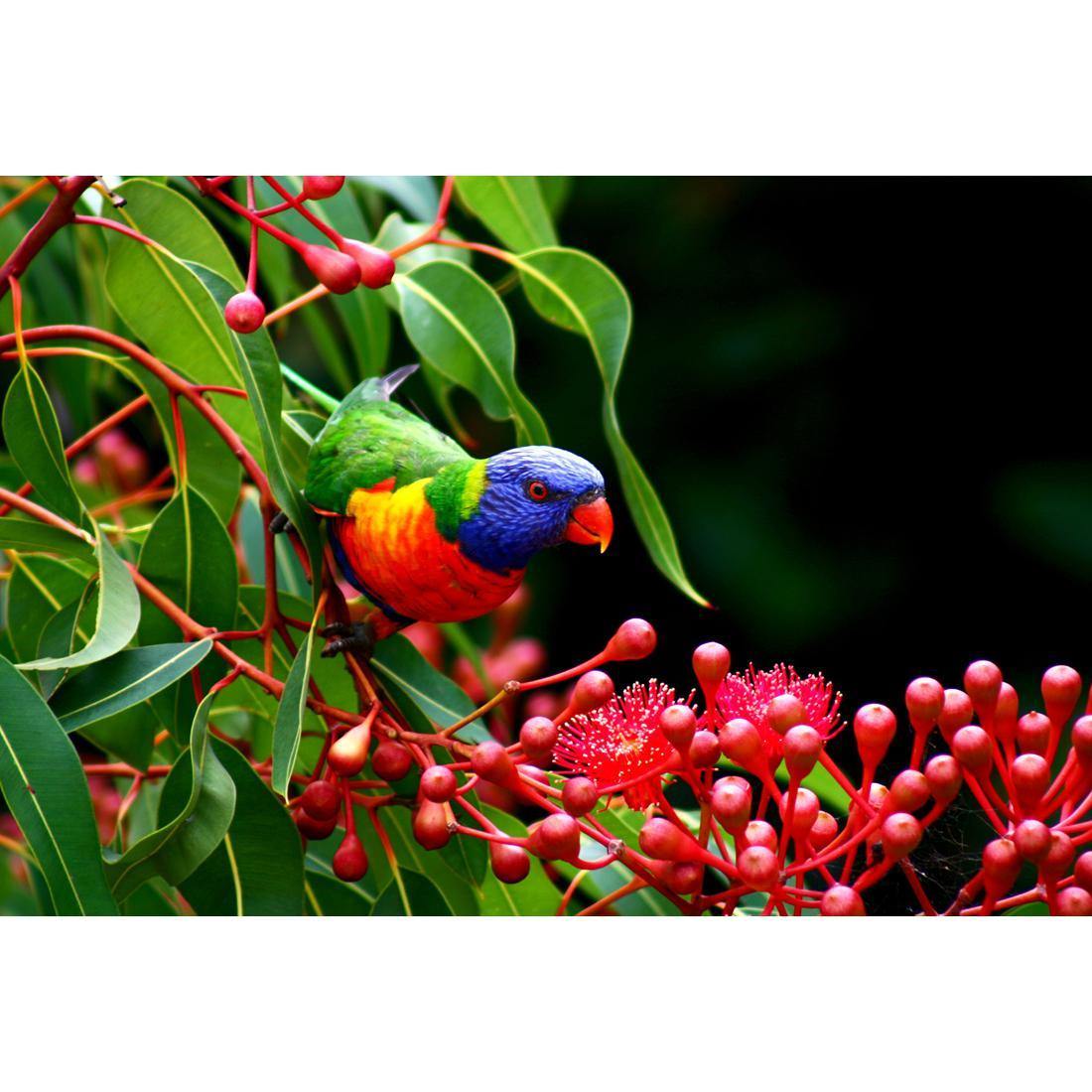 Lorikeet on Red Gum, Rectangle - Wall Art Designs - 921_AR_H WAD_CP - MPY - 260 - M - S - S_45x30_NONE