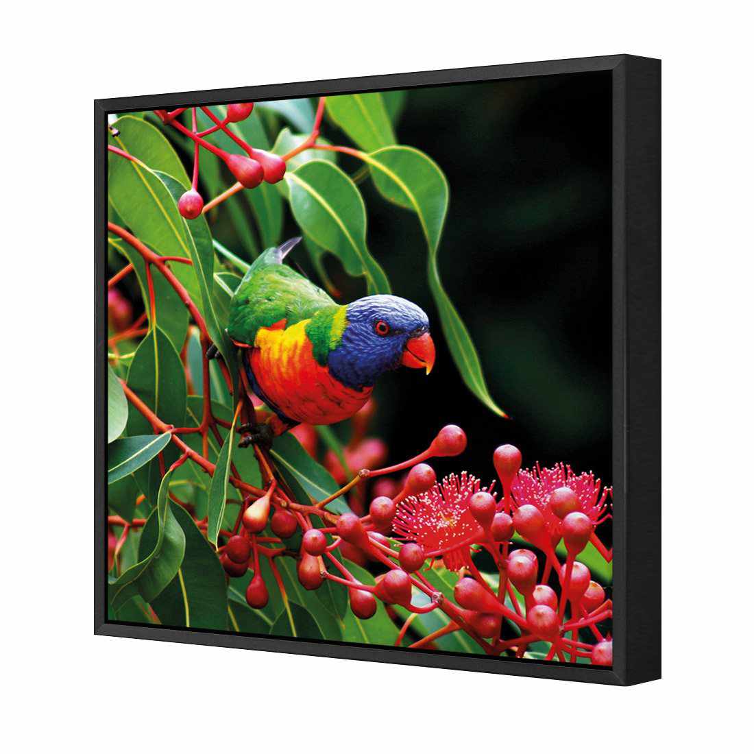 Lorikeet On Red Gum, Square | Standard Canvas | Floating Frame | Black