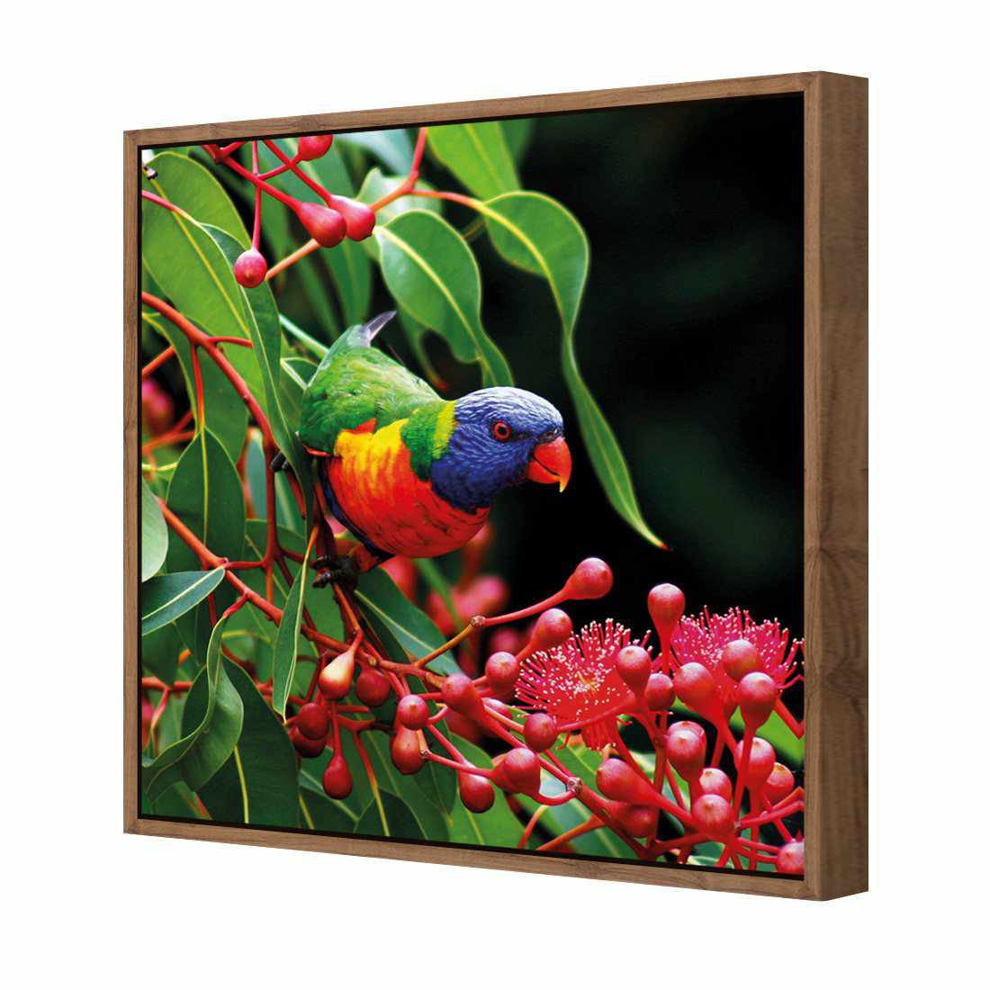 Lorikeet On Red Gum, Square | Standard Canvas | Floating Frame | Natural