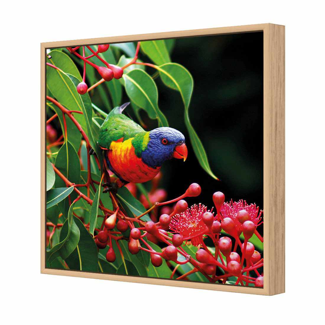 Lorikeet On Red Gum, Square | Standard Canvas | Floating Frame | Oak