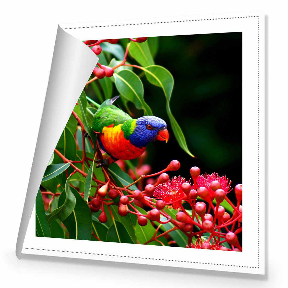 Lorikeet On Red Gum, Square | Standard Canvas | No Frame | Rolled Canvas