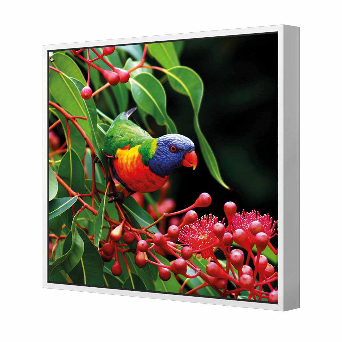 Lorikeet On Red Gum, Square | Standard Canvas | Floating Frame | White