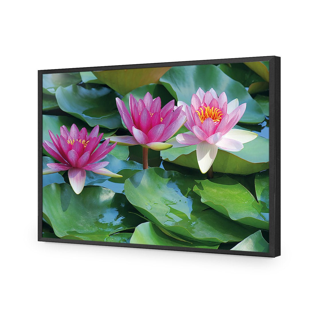 Lotus Dream - Wall Art Designs - 154_AR_H WAD_AP - 030 - EDG_45x30_S - 2538 - BLK