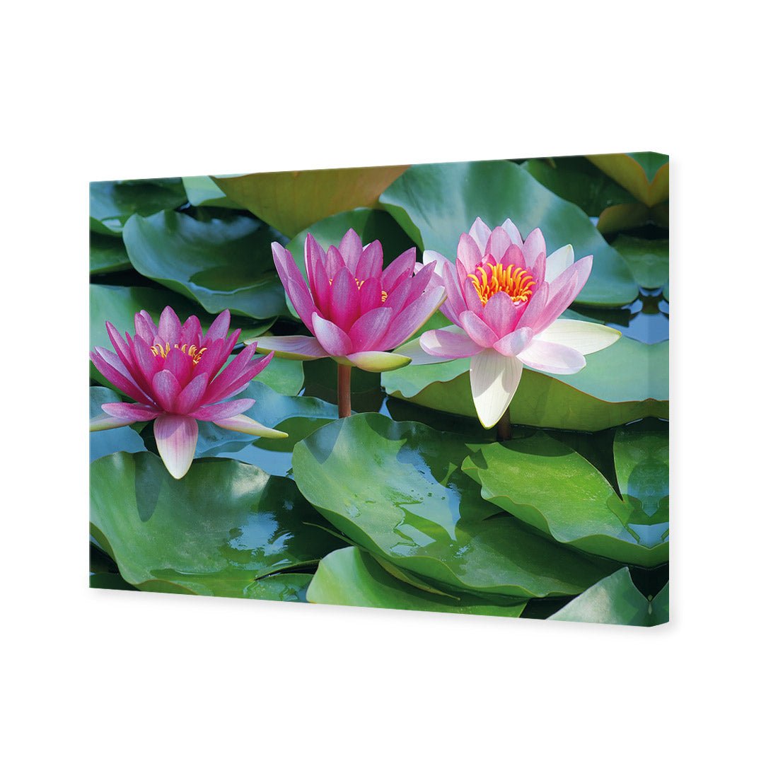 Lotus Dream - Wall Art Designs - 154_AR_H WAD_CP - MPY - 260 - M - S - S_45x30_NONE