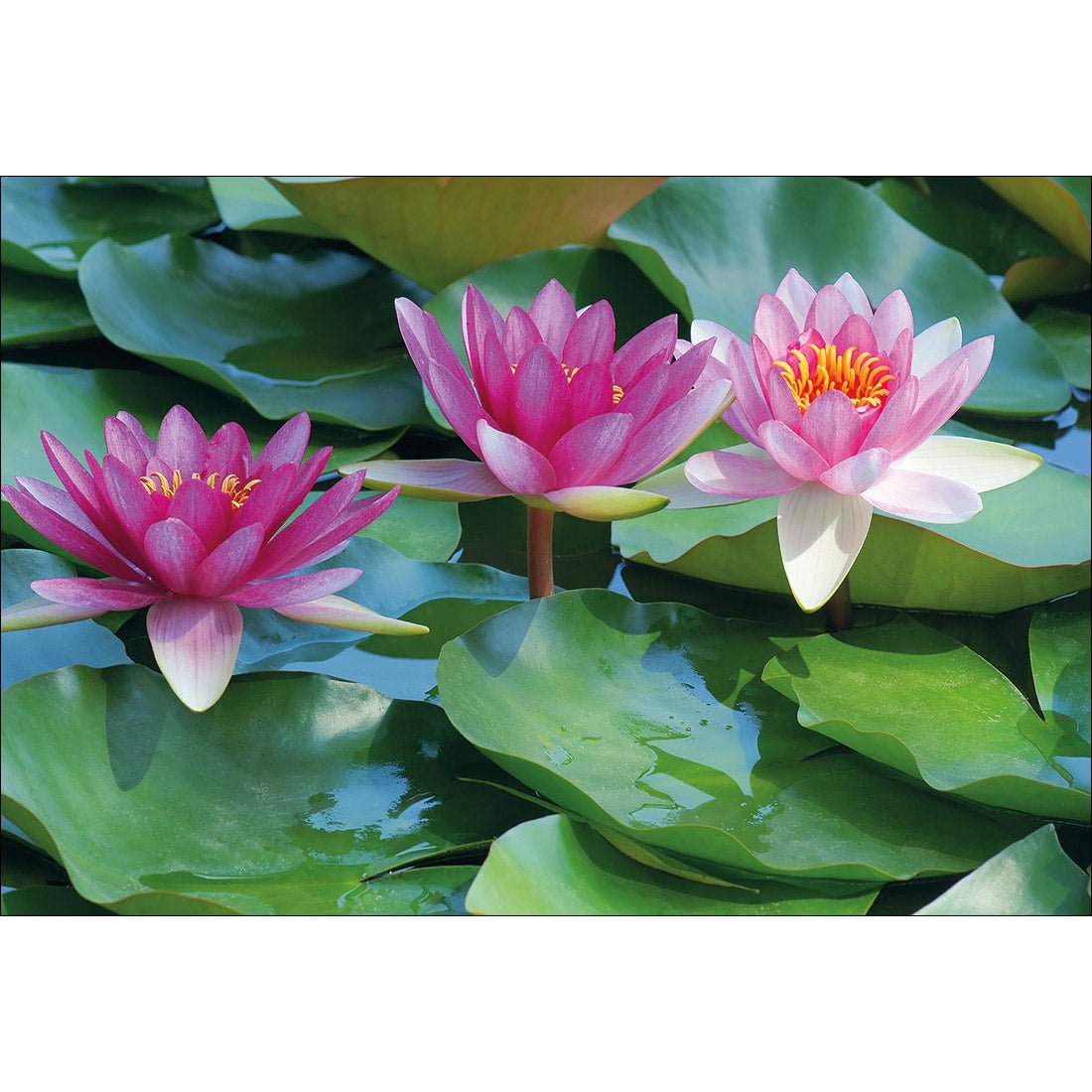 Lotus Dream - Wall Art Designs - 154_AR_H WAD_CP - MPY - 260 - M - S - S_45x30_NONE