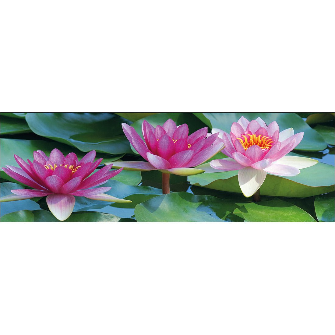 Lotus Dream (long) - Wall Art Designs - 154_AL_H WAD_CP - MPY - 260 - M - S - S_60x20_NONE