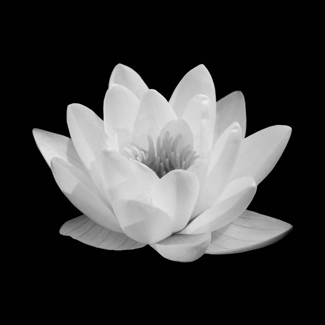 Lotus In Bloom, White Canvas Art - Wall Art Designs - 2593_BS_Q WAD_CP - MPY - 260 - M - S - S_30x30_NONE