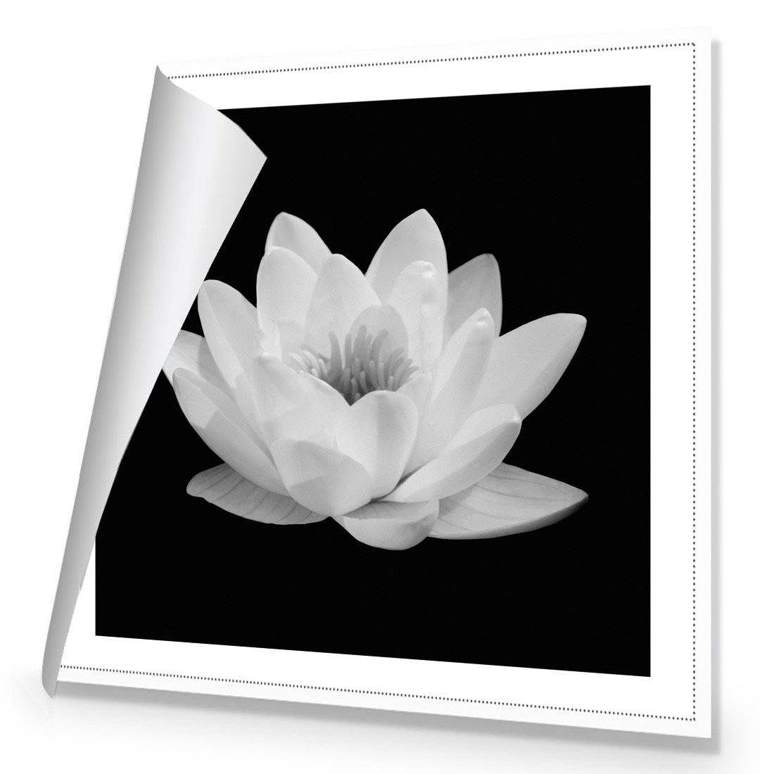 Lotus In Bloom, White | Classic Canvas | No Frame | Rolled Canvas