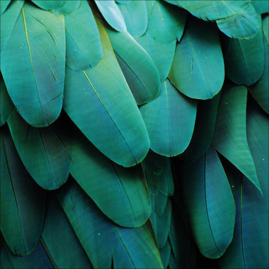 Macaw Feathers Canvas Art - Wall Art Designs - 3166_AS_Q WAD_CP - MPY - 260 - M - S - S_30x30_NONE