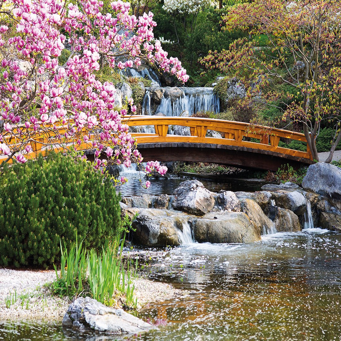 Magnolia Garden Bridge (square) - Wall Art Designs - 174_AS_Q WAD_CP - MPY - 260 - M - S - S_37x37_NONE