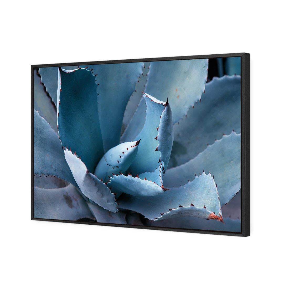 Mexican Succulent | Classic Canvas | Floating Frame | Black