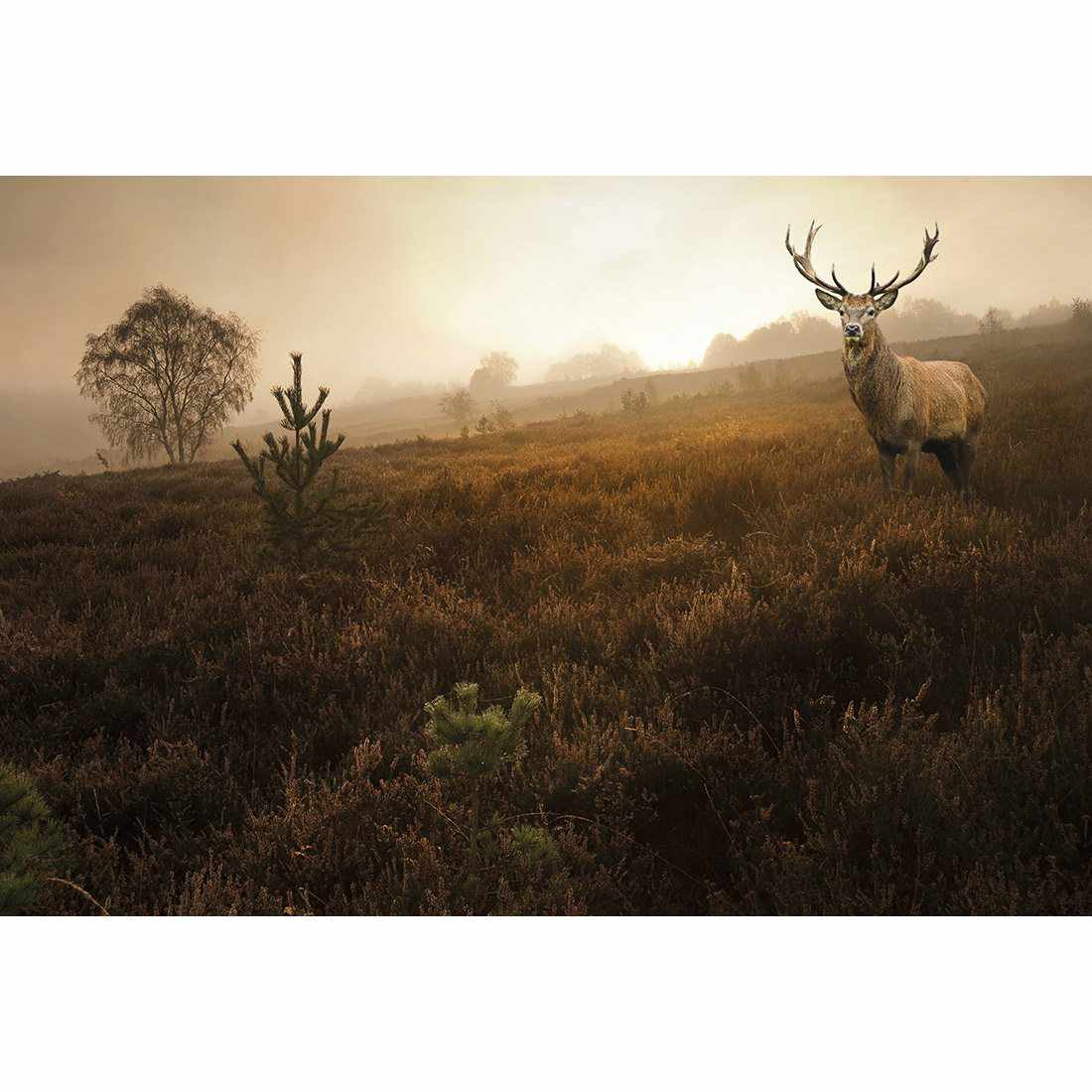 Morning Stag, Rectangle Canvas Art - Wall Art Designs - 3060_AR_H WAD_CP - MPY - 260 - M - S - S_45x30_NONE