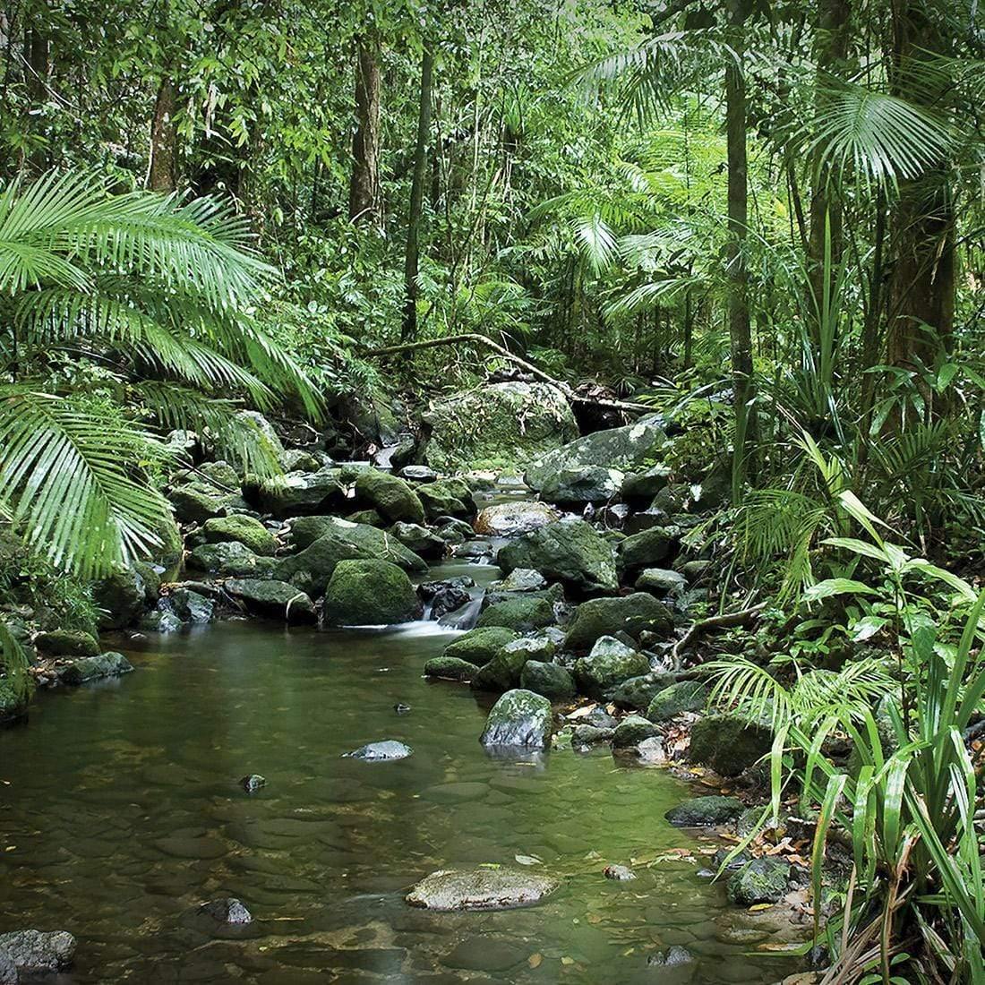 Mossman River In Daintree Rainforest (Square) - Wall Art Designs - 2610_AS_Q WAD_CP - MPY - 260 - M - S - S_37x37_NONE