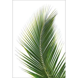 Palm Frond | Classic Canvas | No Frame | Stretched Canvas