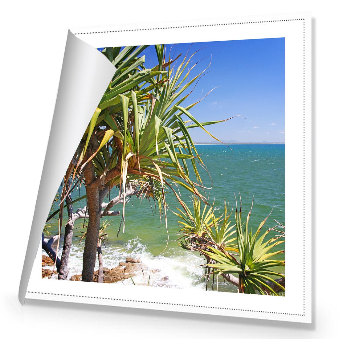 Pandanus Palms (square) - Wall Art Designs - 1152_AS_Q WAD_CP - MPY - 260 - M - R_37x37_NONE