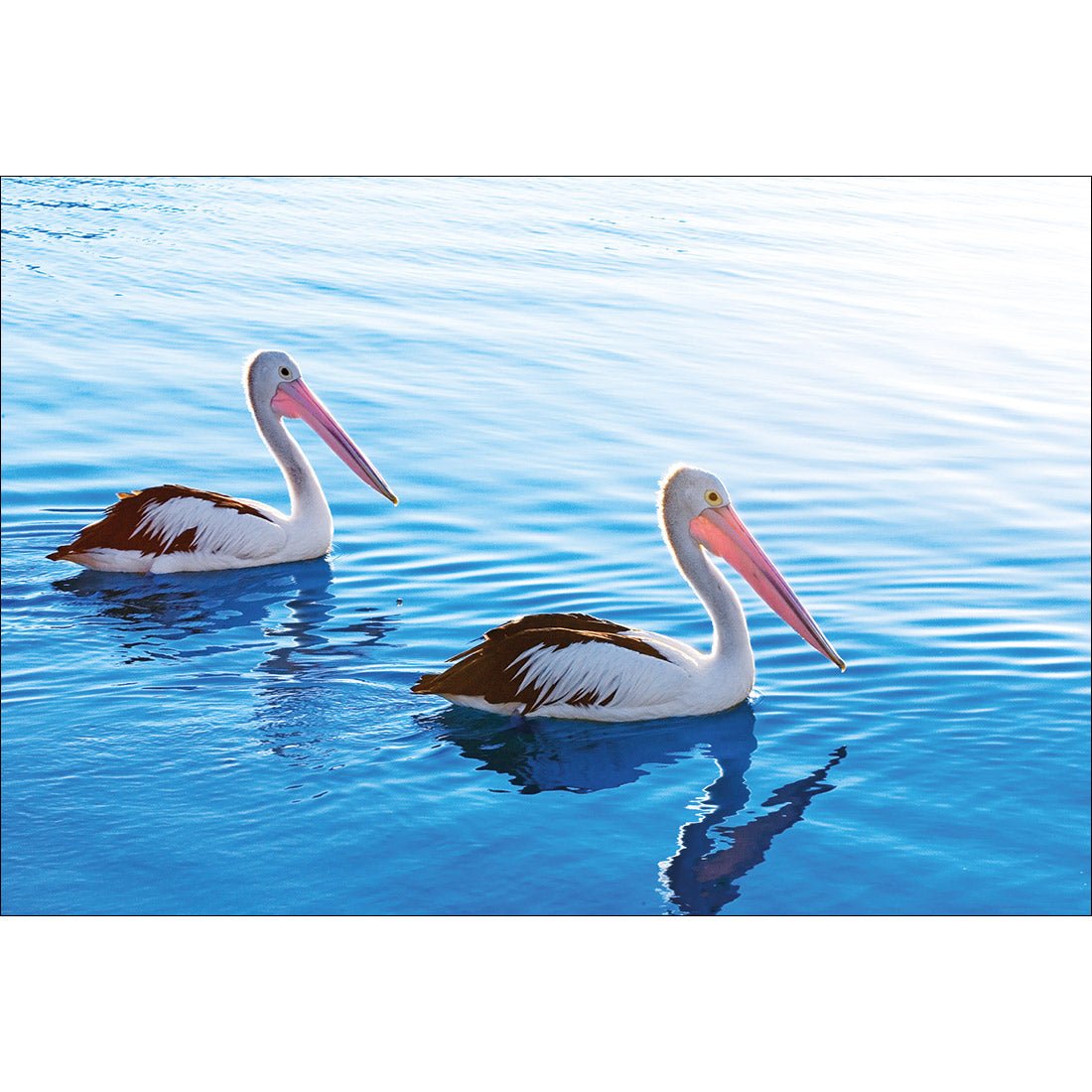 Pelican Perfect Pair - Wall Art Designs - SET2_5023_AR_H WAD_CP - MPY - 260 - M - S - S_45x30_NONE