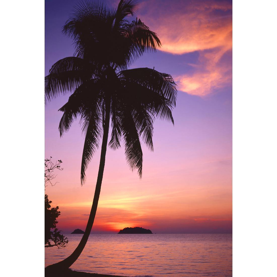 Phuket Palm - Wall Art Designs - 605_AR_V WAD_CP - MPY - 260 - M - S - S_45x30_NONE