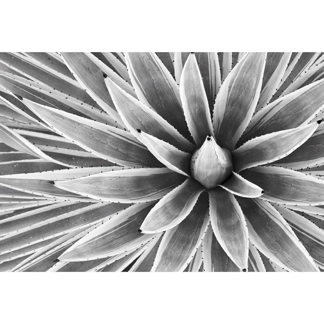 Prickly Perfect, Black and White (Landscape) - Wall Art Designs - 3034_BR_H WAD_CP - MPY - 260 - M - S - S_45x30_NONE