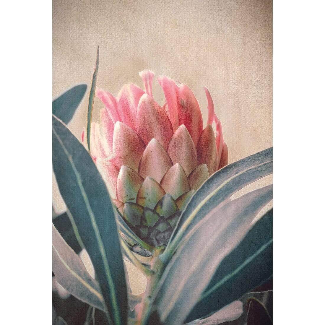 Protea Hiding - Wall Art Designs - AU_1080_AR_V WAD_CP - MPY - 260 - M - S - S_45x30_NONE