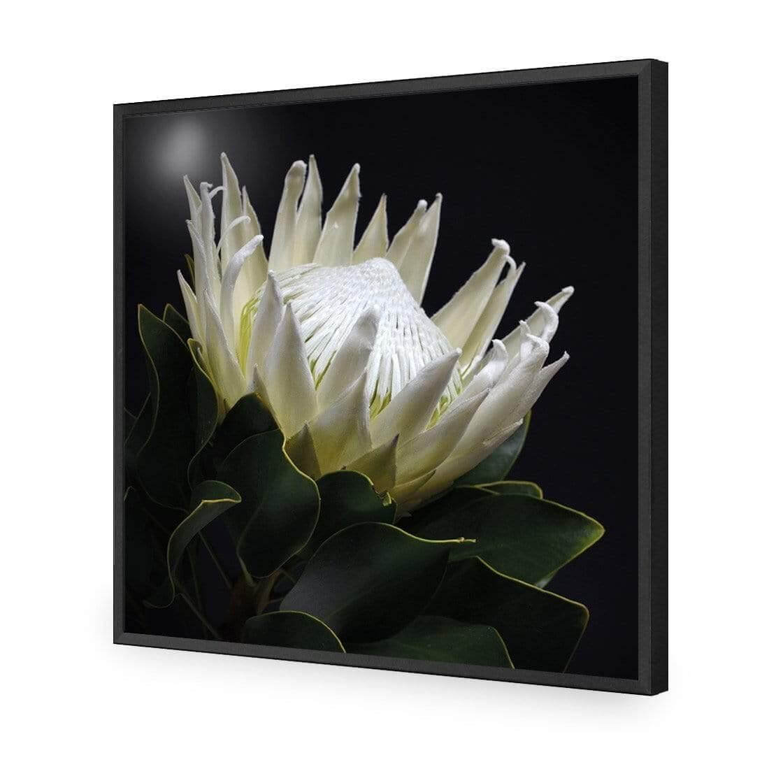 Protea in Darkness (Square) - Wall Art Designs - AU_1097_AS_Q WAD_AP - 030 - EDG_37x37_S - 2538 - BLK