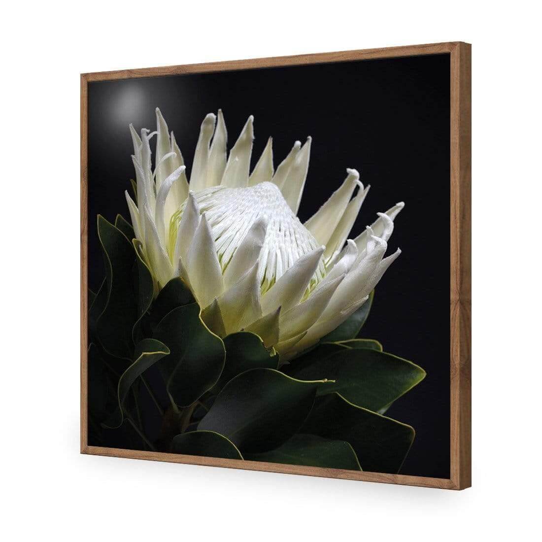 Protea in Darkness (Square) - Wall Art Designs - AU_1097_AS_Q WAD_AP - 030 - EDG_37x37_S - 2538 - NAT