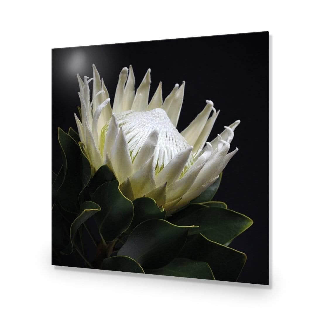 Protea in Darkness (Square) - Wall Art Designs - AU_1097_AS_Q WAD_AP - 030 - EDG_37x37_NONE