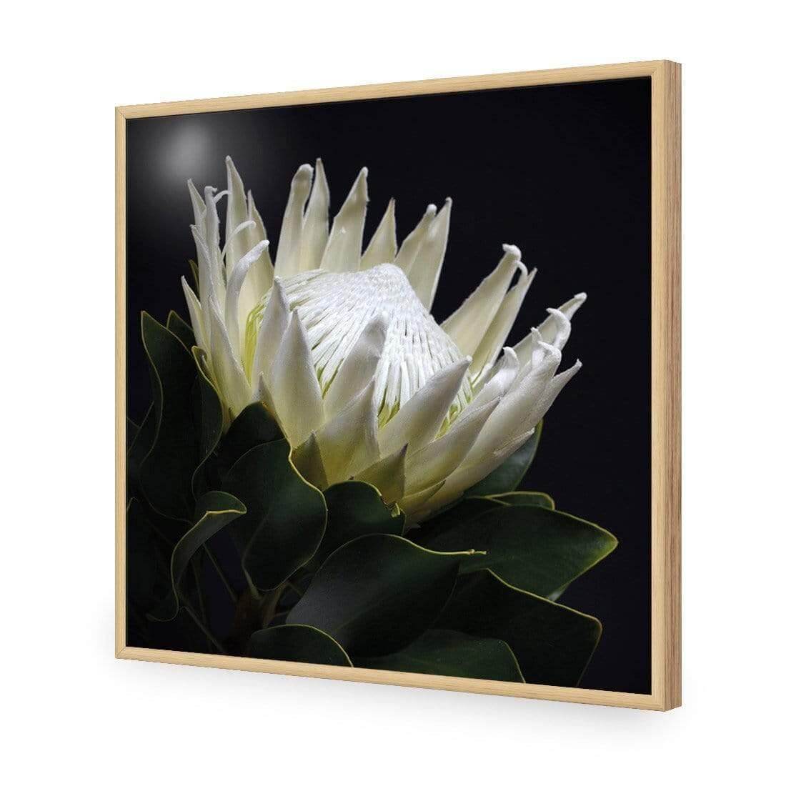 Protea in Darkness (Square) - Wall Art Designs - AU_1097_AS_Q WAD_AP - 030 - EDG_37x37_S - 2538 - OAK