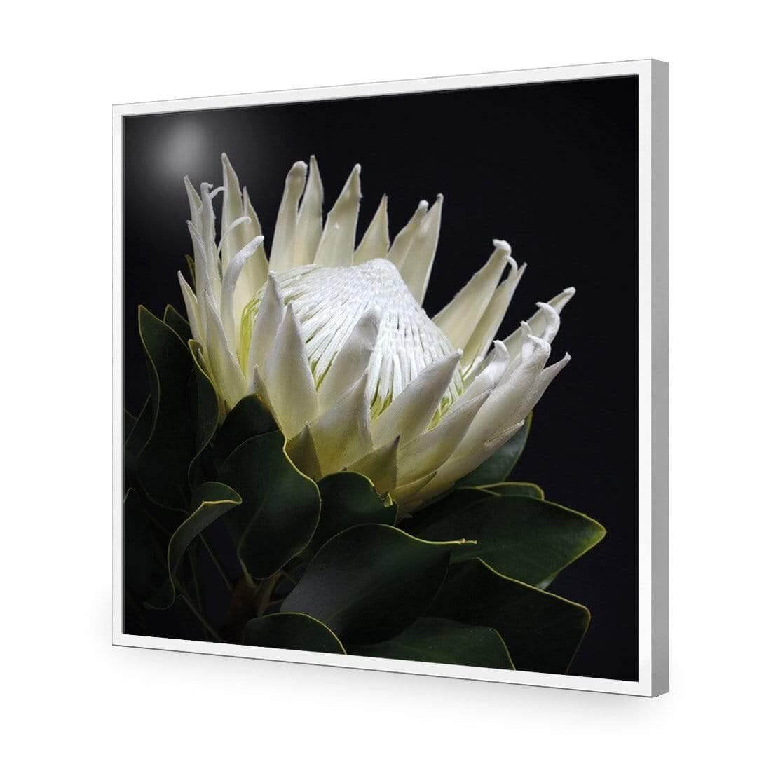 Protea in Darkness (Square) - Wall Art Designs - AU_1097_AS_Q WAD_AP - 030 - EDG_37x37_S - 2538 - WHT