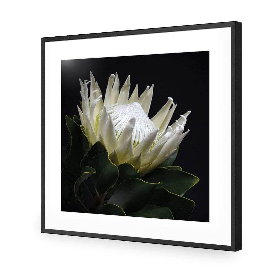 Protea in Darkness (Square) - Wall Art Designs - AU_1097_AS_Q WAD_AP - 030 - MAT_37x37_S - 2538 - BLK