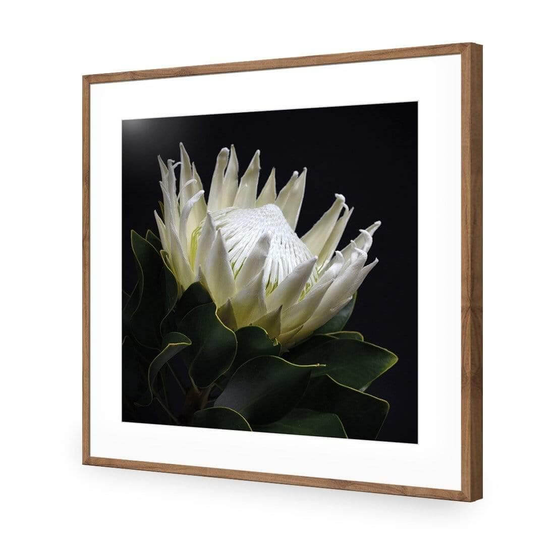 Protea in Darkness (Square) - Wall Art Designs - AU_1097_AS_Q WAD_AP - 030 - MAT_37x37_S - 2538 - NAT